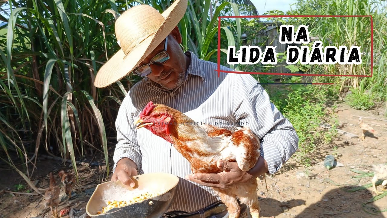 Na lida diária e o mistério da galinha macho