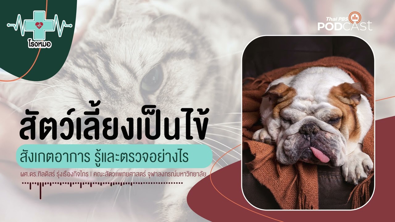 หมาแมวเป็นไข้ จะรู้ได้อย่างไร ลดไข้วิธีใดได้บ้าง | โรงหมอ