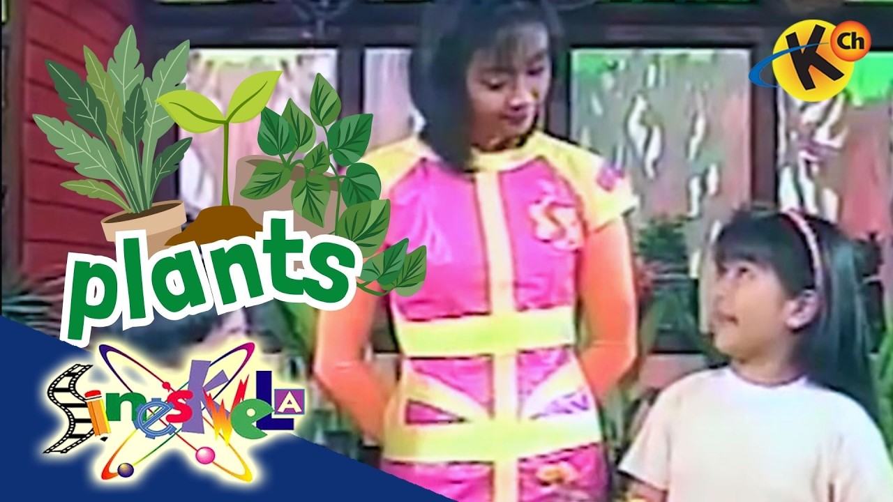 Plant Parts and Functions| Sineskwela
