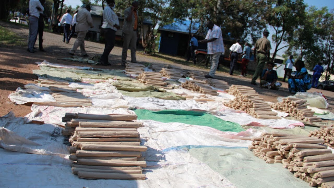 Kiambu police arrest 20 alleged bhang peddlers with over 4000 rolls of the narcotic