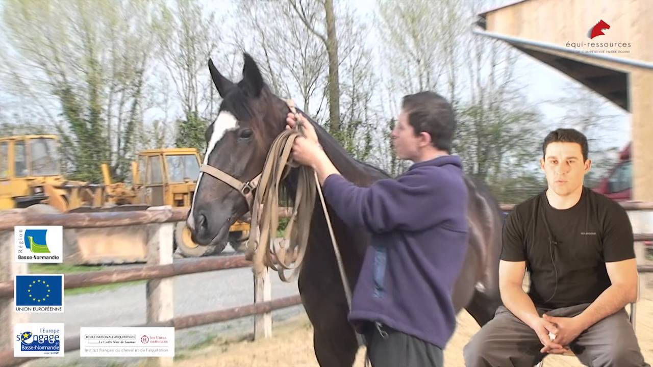 Métier - Lad Driver - Lad Jockey