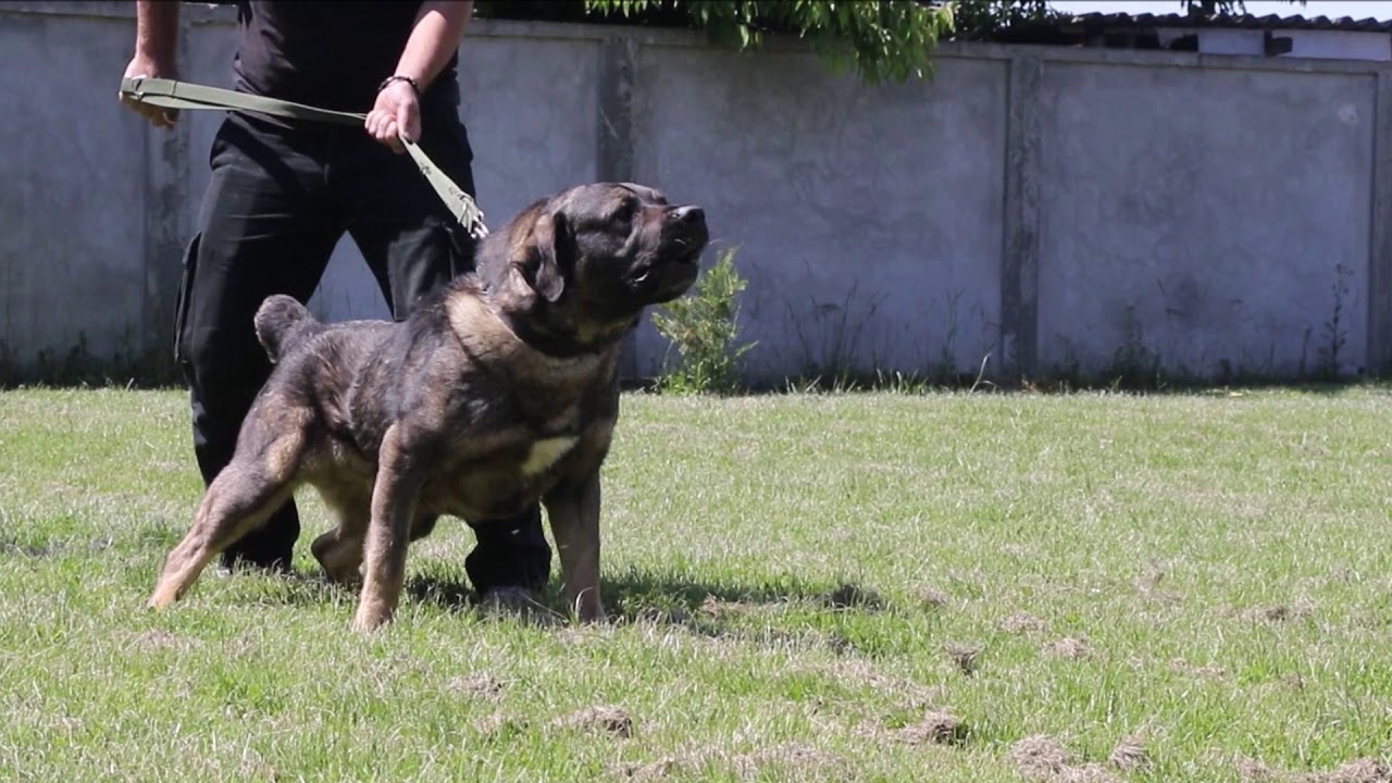 Serbian defense dog Ris second time on bite suit!