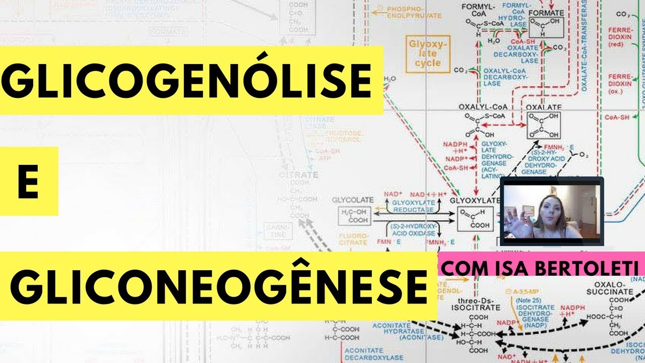 BIOQU&Iacute;MICA: GLICOGEN&Oacute;LISE E GLICONEOG&Ecirc;NESE &bull; BERTOBIO