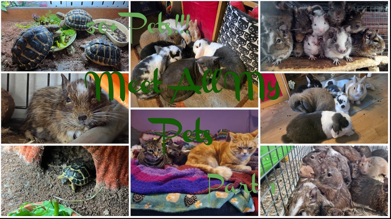 Meet All My Pets (50 Pets!) - Part 1