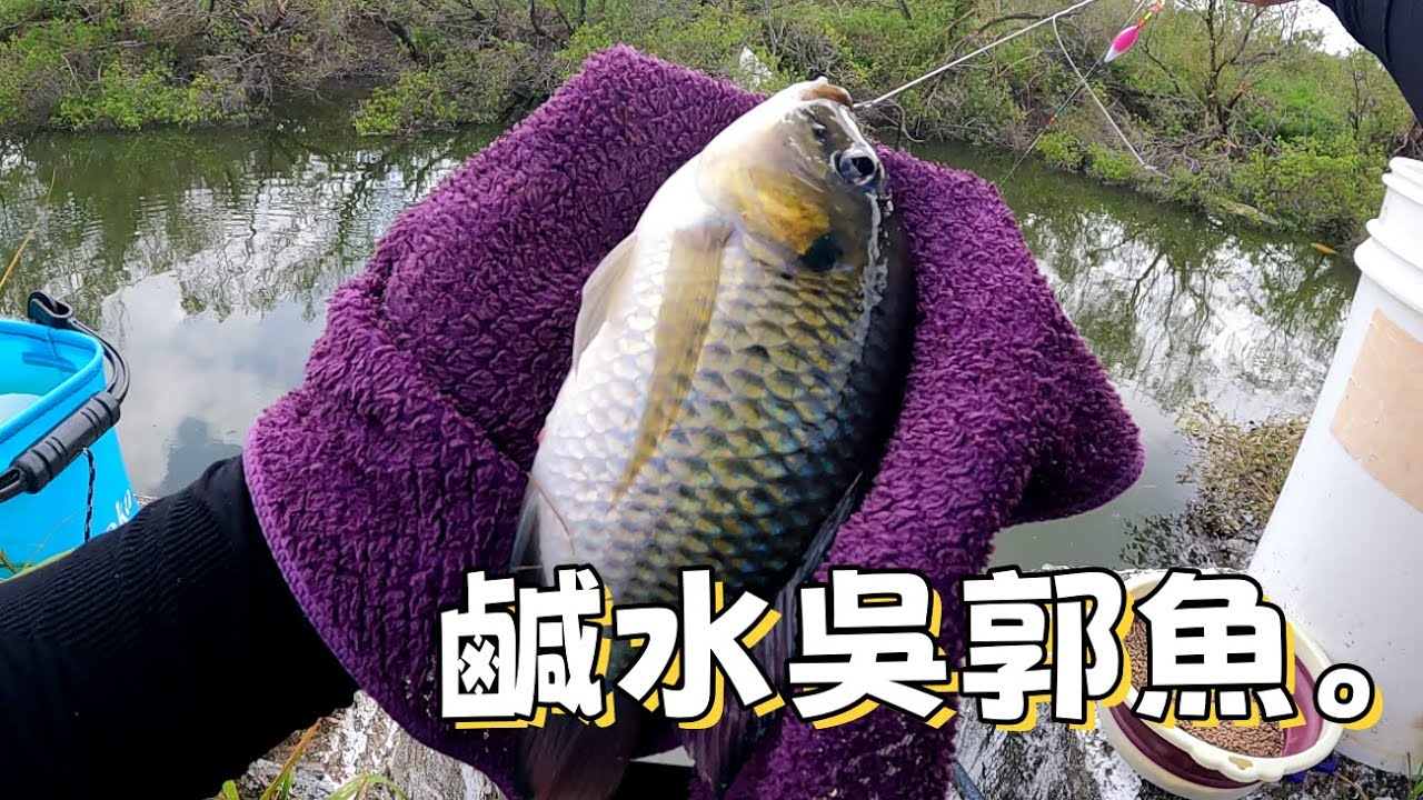 這裡是一個釣魚的好地點。(047集)#鹹水吳郭魚#虱目魚#黑公#黑頦帚齒非鯽