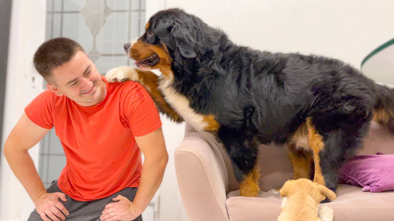How the Bernese Mountain Dog loves to play with his human owner