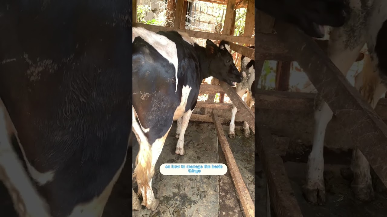 Heifer rearing  #milkproduction #trending