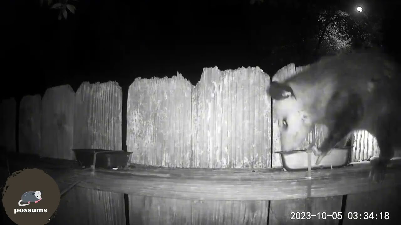 possums: 1