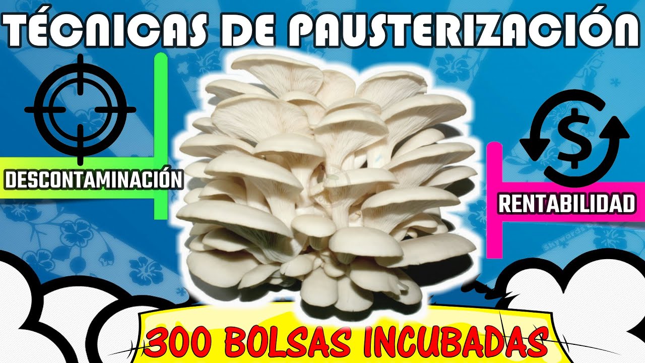 Incubación con Diferentes Técnicas  | Produce Hongos Fácil 🍄🍄🍄🍄