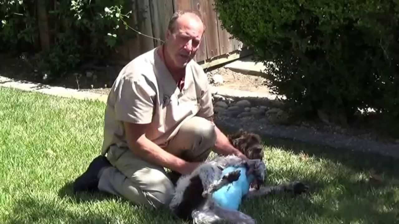 Heat Stroke and Overheated Dog