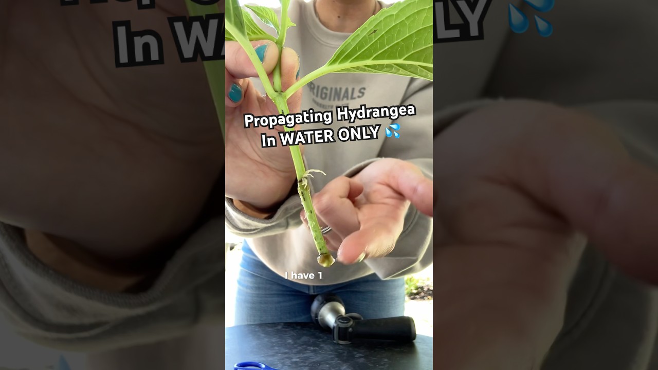 Propagating #hydrangea in water only #gardening #plants #propogation