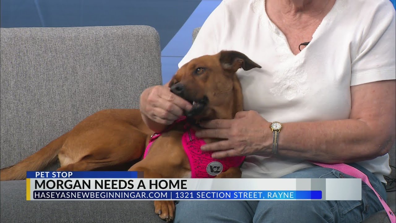 Pet Stop: Morgan needs a home