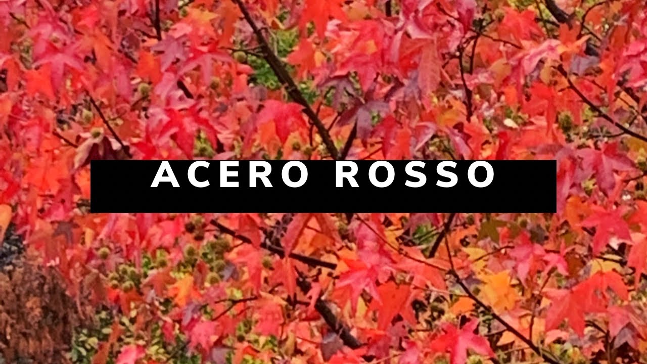 Acero 🍁 Rosso in autunno