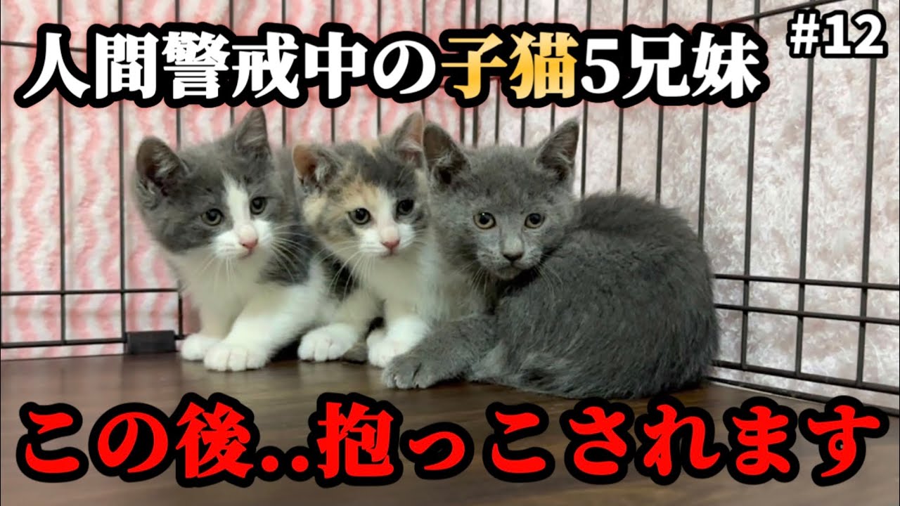保護したビビり5兄妹 ついに人間に捕まってしまう