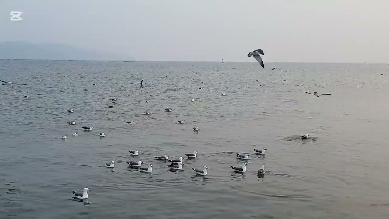 #너나나나 #원곡가수진시몬 #cover #가수조하진tv