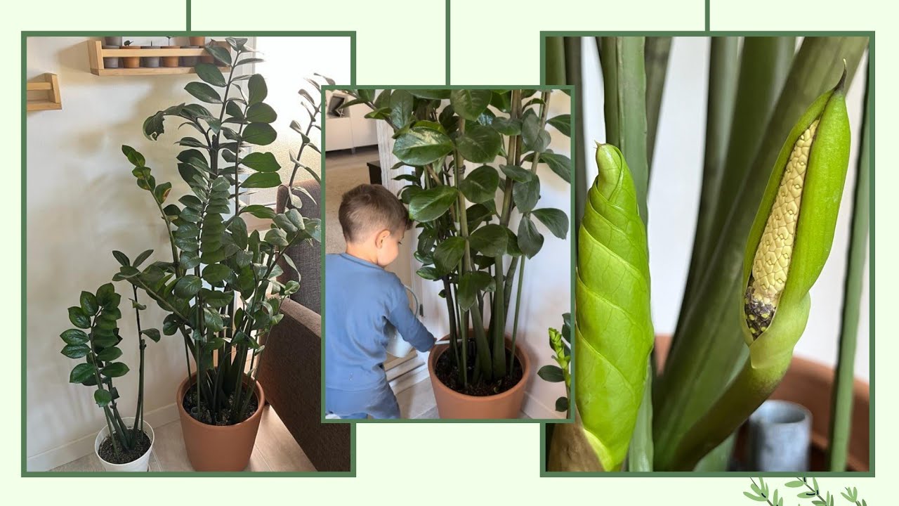 ZZ Plant careing & repoting |bottom irrigation | dip sulama sistemi | İKEA Östlıg saksı |