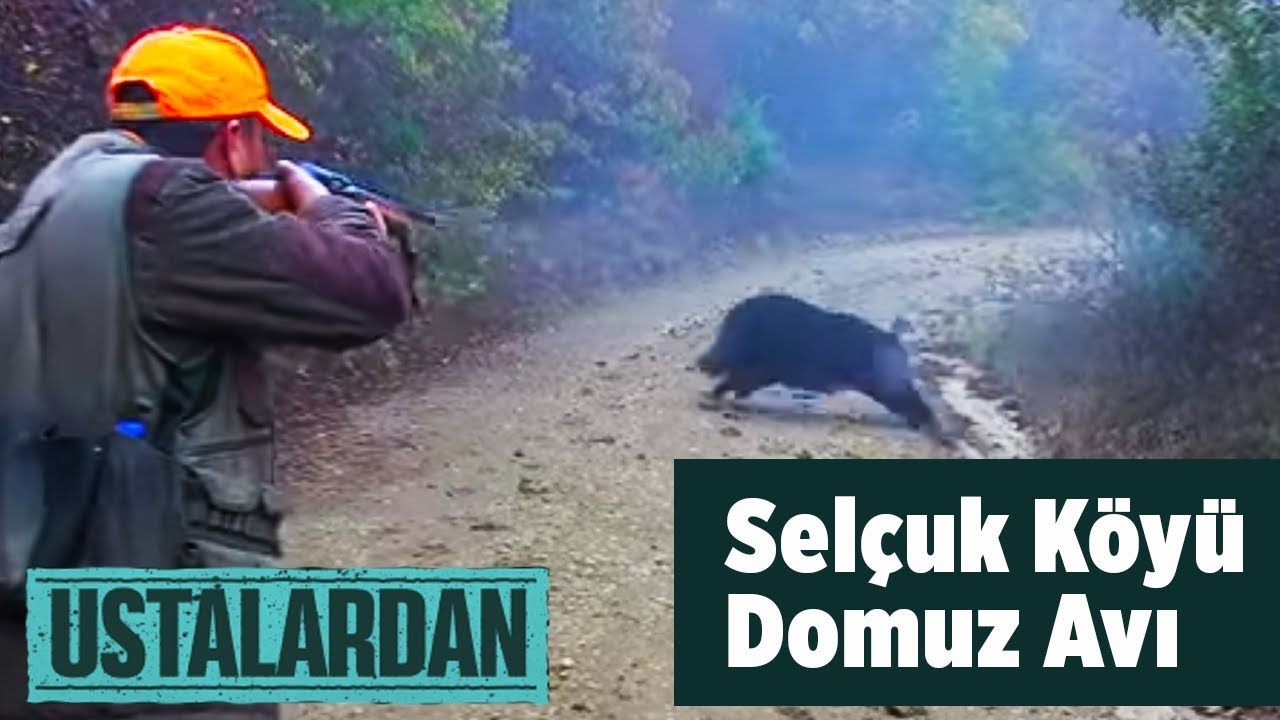 Sel&ccedil;uk K&ouml;y&uuml; Domuz Avı  ( 2016 ) 1.B&ouml;l&uuml;m Ustalardan  Yaban Tv - Wildboar Hunting T&uuml;rk&ccedil;e belgesel