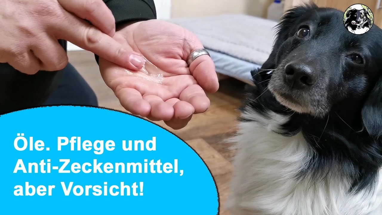 Öle für den Hund gegen Zecken, Milben und Flöhe