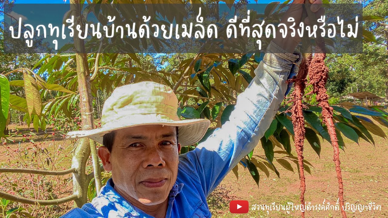 ปลูกทุเรียนบ้านด้วยเมล็ด ดีที่สุดจริงหรือไม่ | EP.73