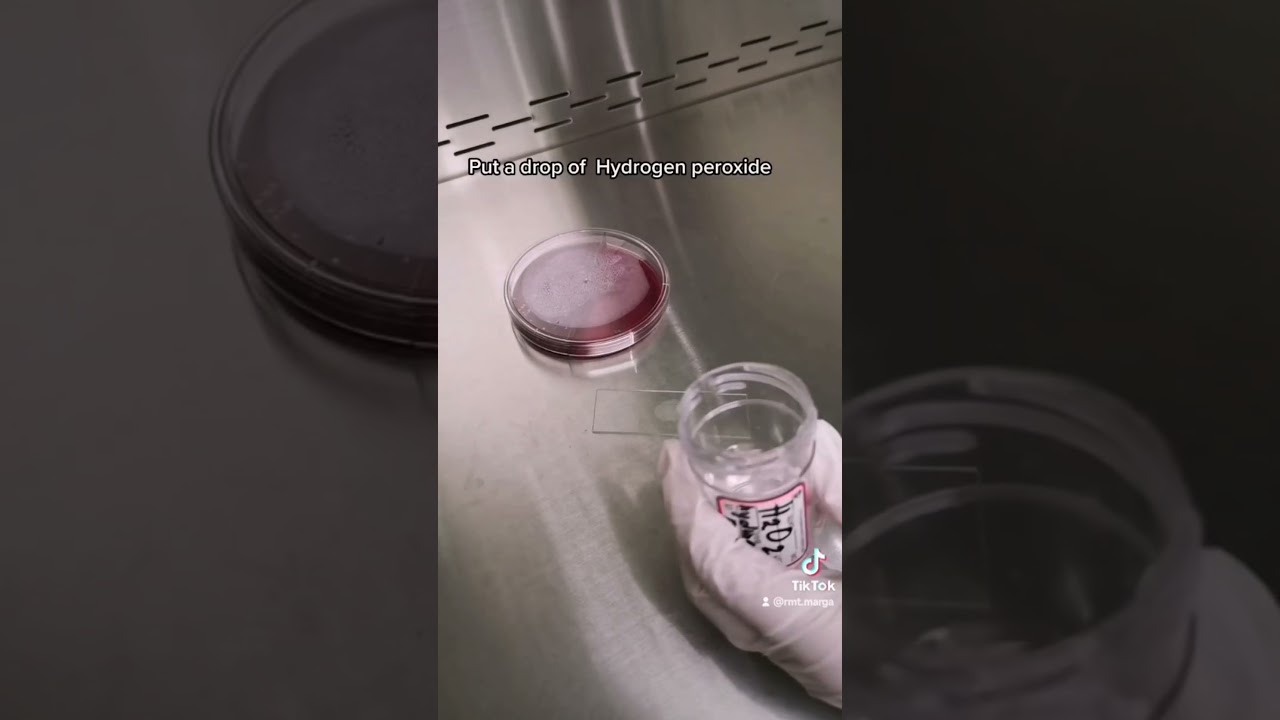 Catalase test Biochemical test #lab #microbiology #medtechstudent #laboratory #microbiology #cls #mt