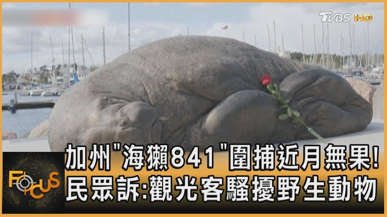 加州「海獺841」圍捕近月無果! 民眾訴:觀光客騷擾野生動物 ｜方念華｜FOCUS全球新聞 20230726@tvbsfocus
