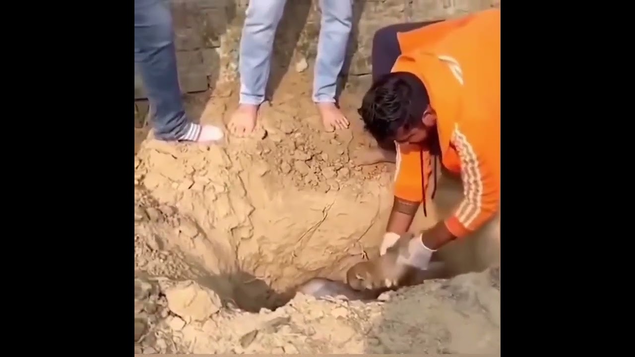 دایک