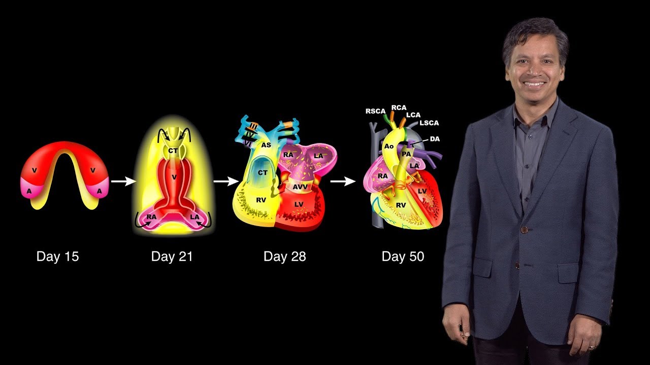 Bench to Bedside: A Change of Heart, pt.1 - Embryonic Heart Development - Deepak Srivastava