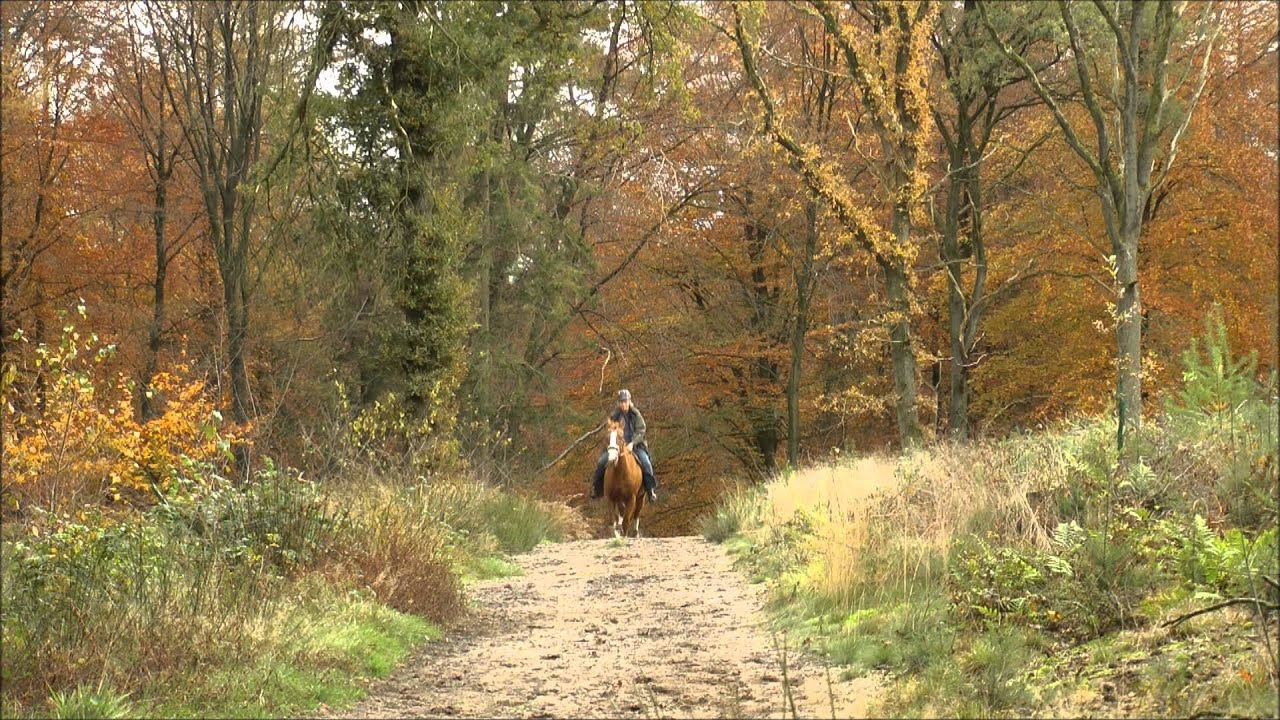 Ongetemde natuur van het Bergherbos
