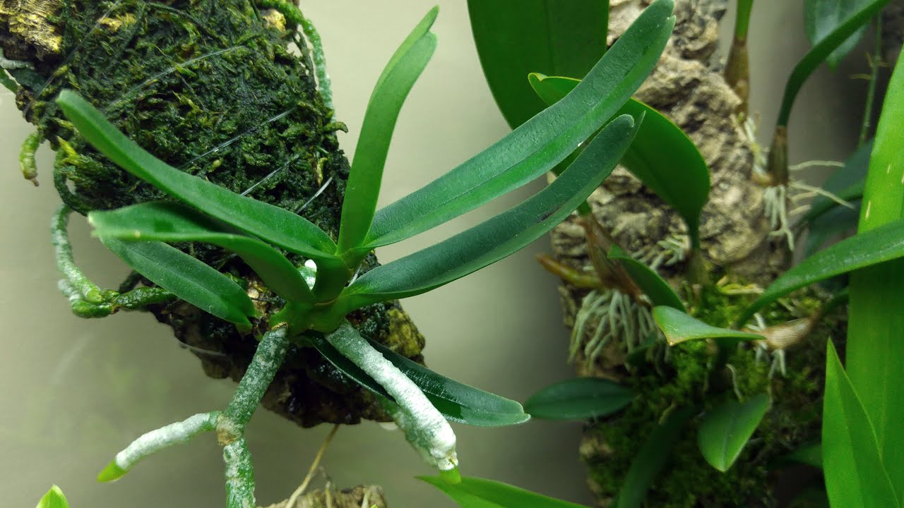 Angraecum didieri #CareCollab
