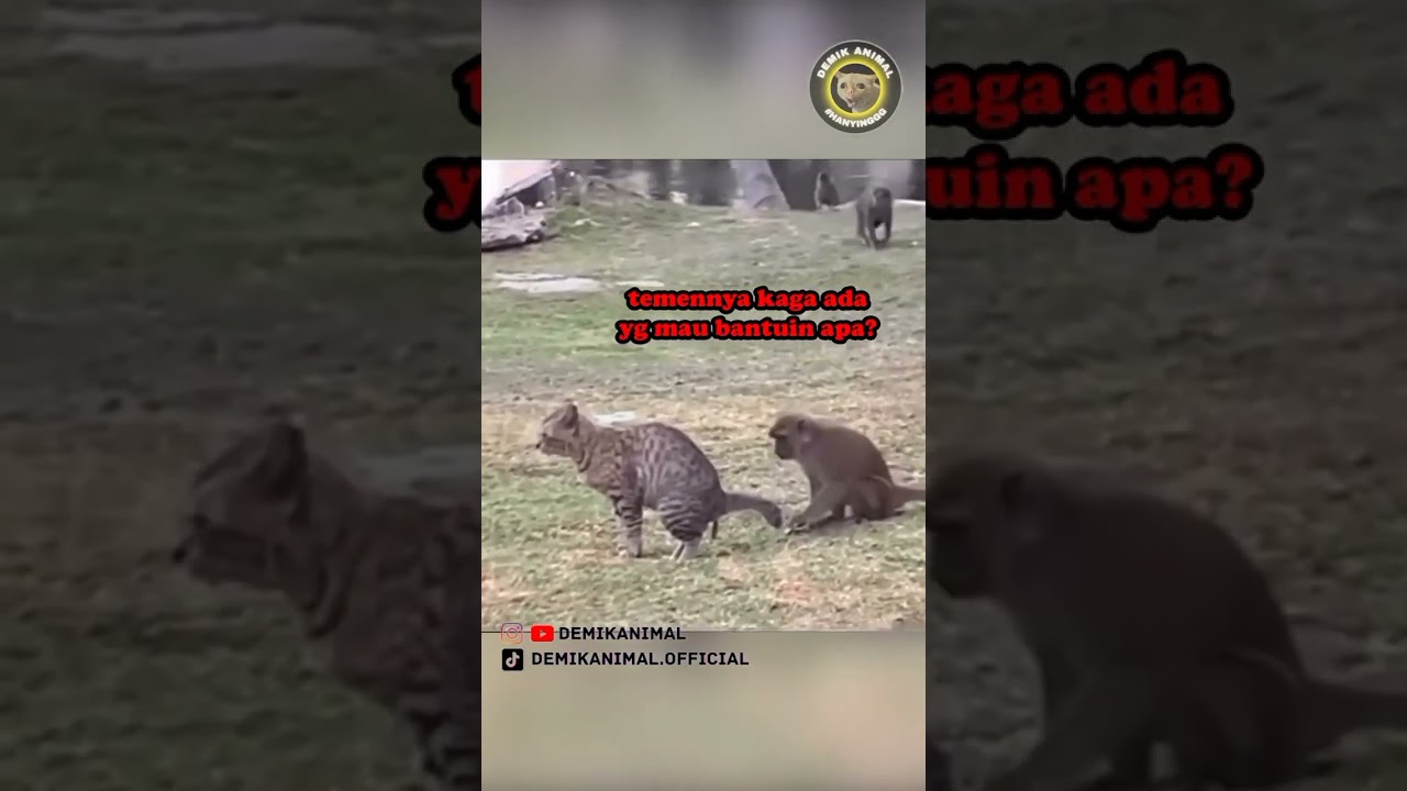 DUBBING ANIMAL LUCU DEMIK ANIMAL OFFICIAL