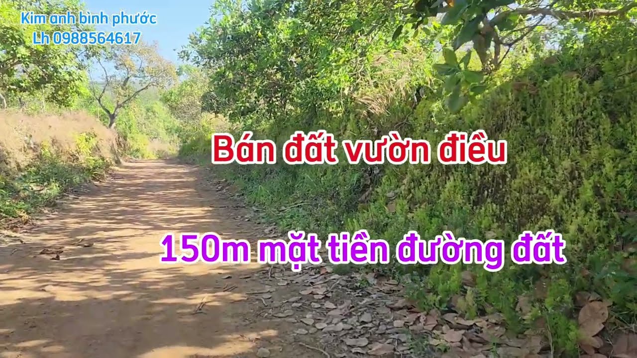 Bán đất vườn điều dt 2ha5 có 1ty200 triệu 1ha xã đồng tâm đồng phú bình phước cũ lh 0988564617 