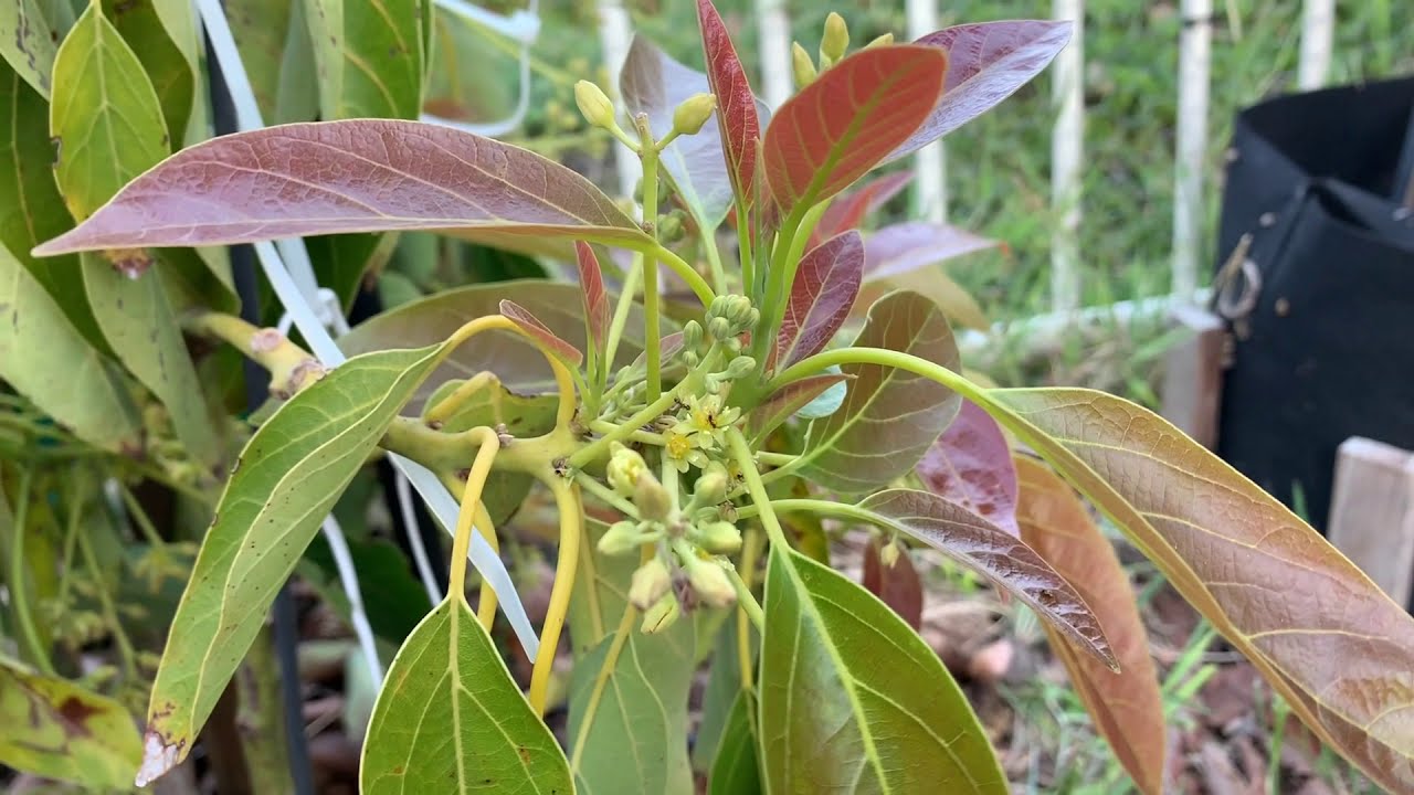 San Diego GEM Avocado tree - 3yr old