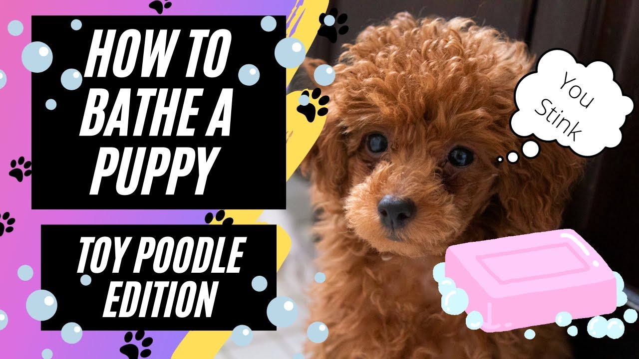 How to bathe a puppy (Toy Poodle)
