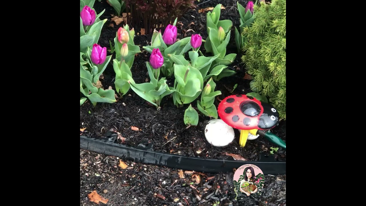 Feliz con mis regaderas 😍🌷🤩el primer riego de mi jardín de este año en primavera 2021 🌸🤩