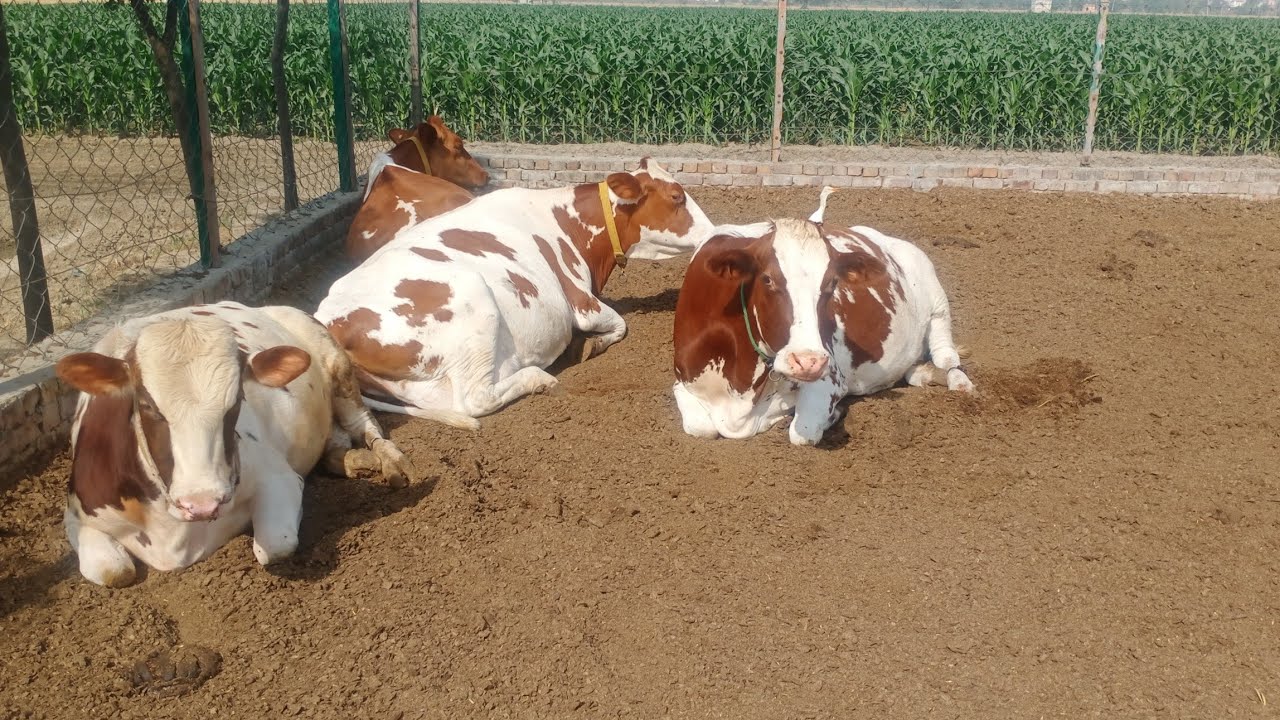Ayrshire cow enjoyed aa 42digree temperature,, rest feel,9304000100