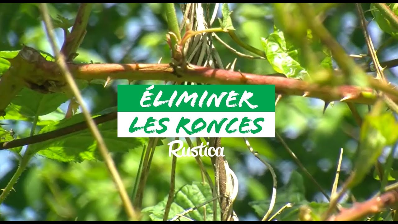 Conseils pour éliminer efficacement les ronces