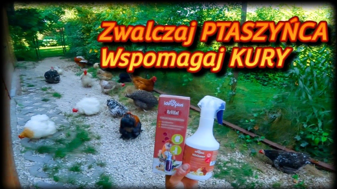 #chicken #ptaszyniec 🐓 Zagubiony i odnaleziony film. Walka z ptaszyńcem i wspomaganie drobiu.