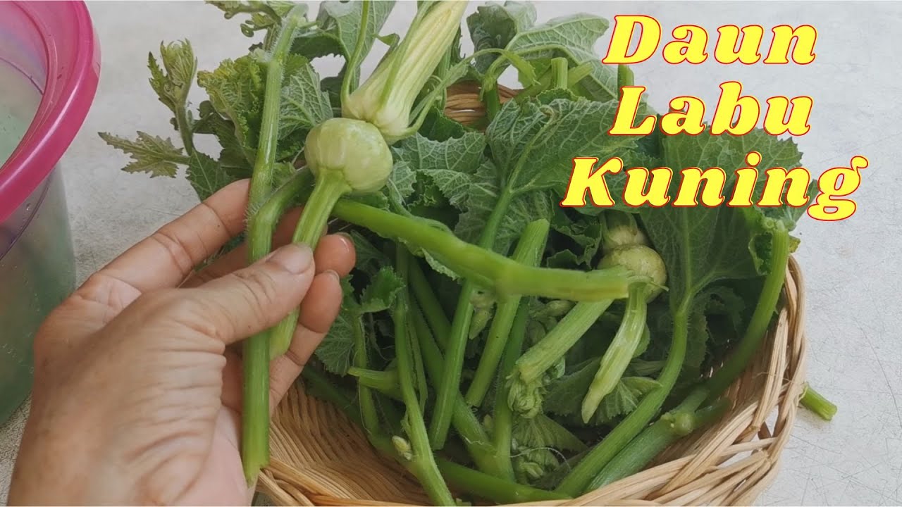 Kebun Sayur Daun Labu Kuning - Rebus