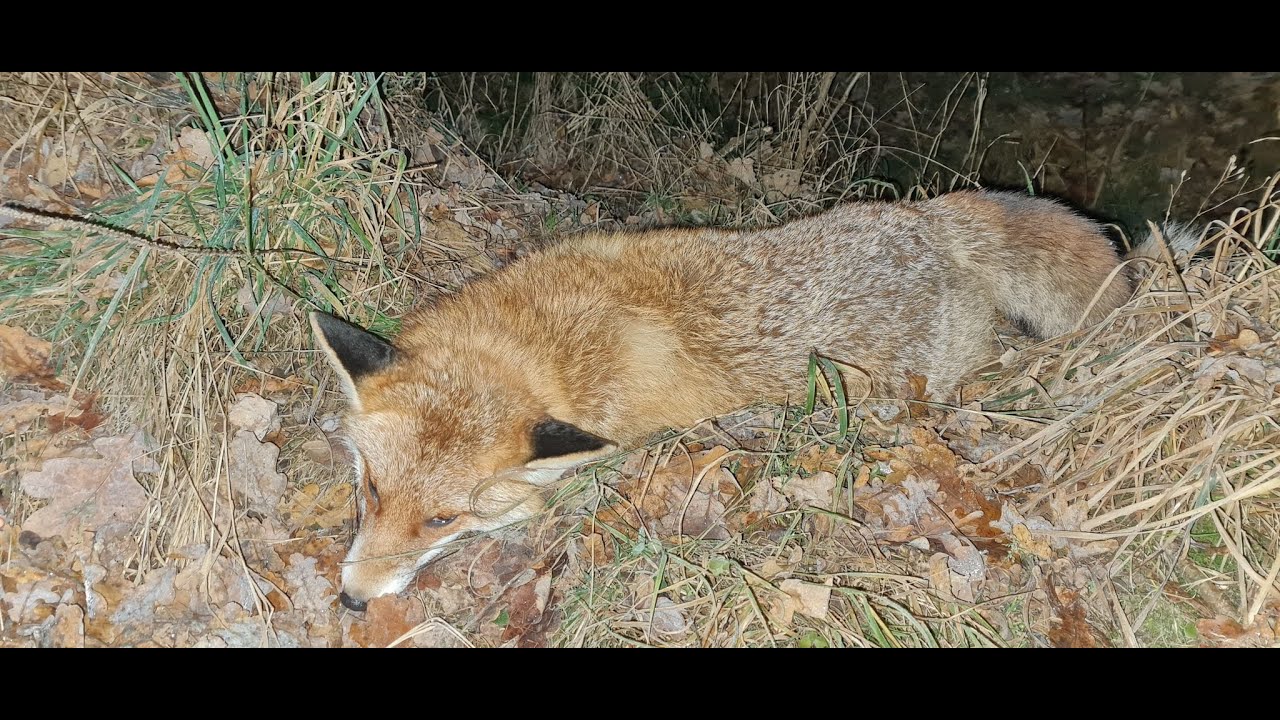 Sudecka Ostoja 54/2020. Polowanie na lisy. Fox Hunting.