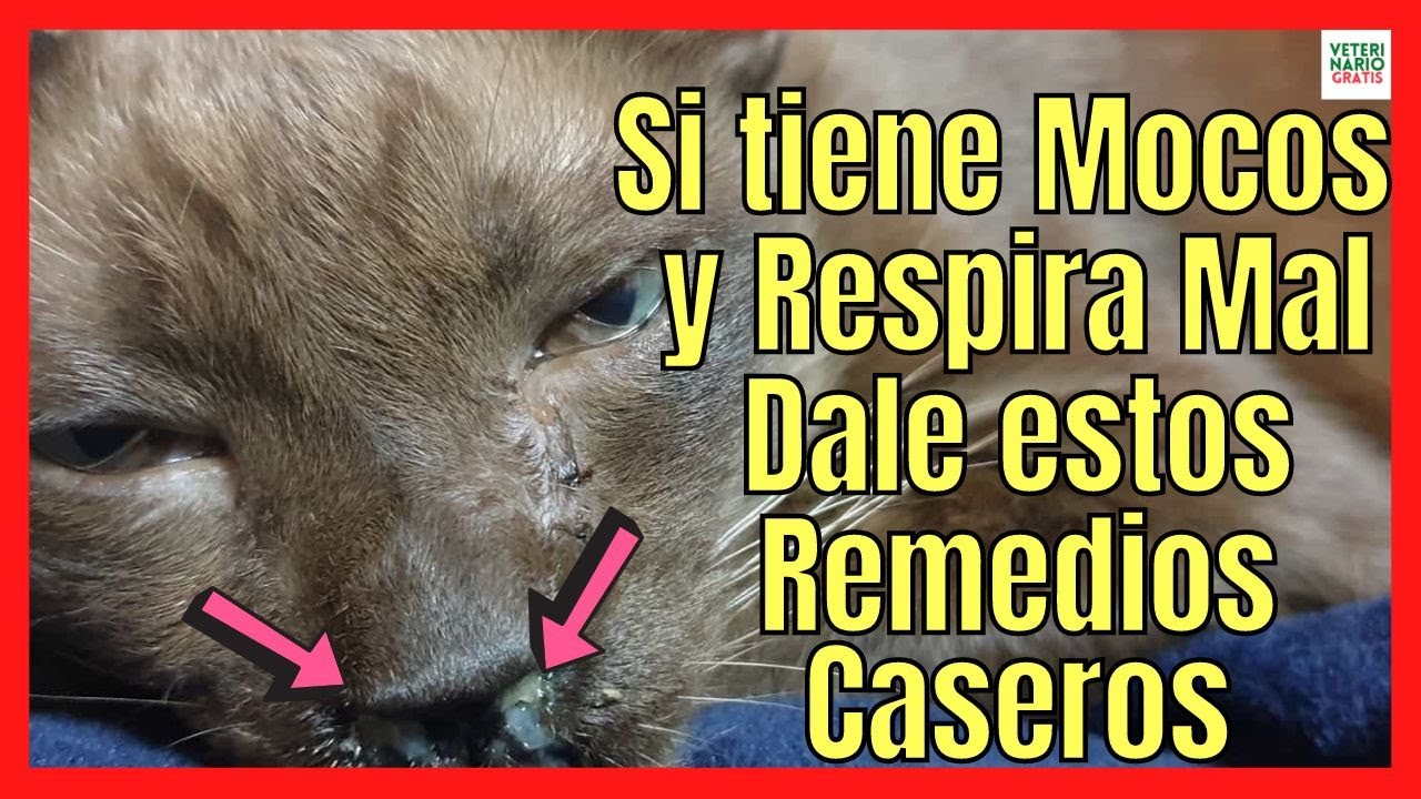 SI MI GATO TIENE MOCOS Y RESPIRA MAL🚨¿QUE REMEDIOS CASEROS LE PUEDO DAR A UN GATO RESFRIADO?