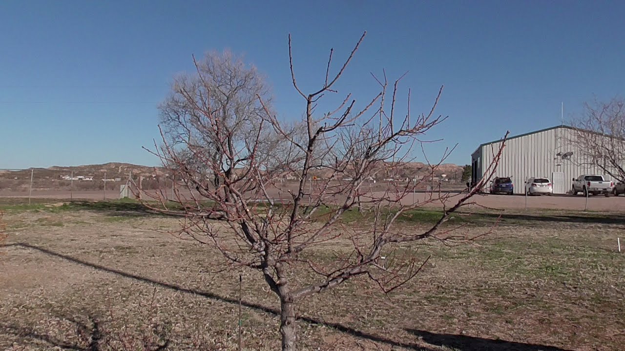 Pruning Peaches and nectarines.