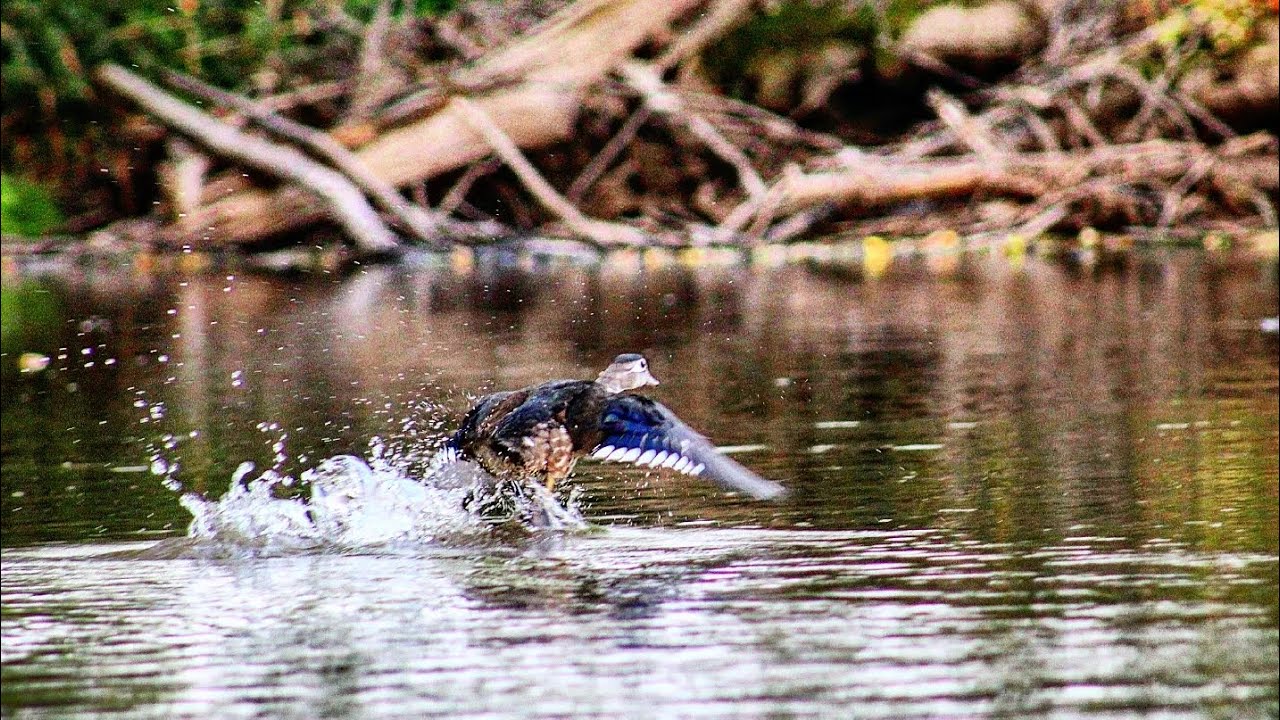 Killsnake State Wildlife Area. (Kayaking Photo Adventure)