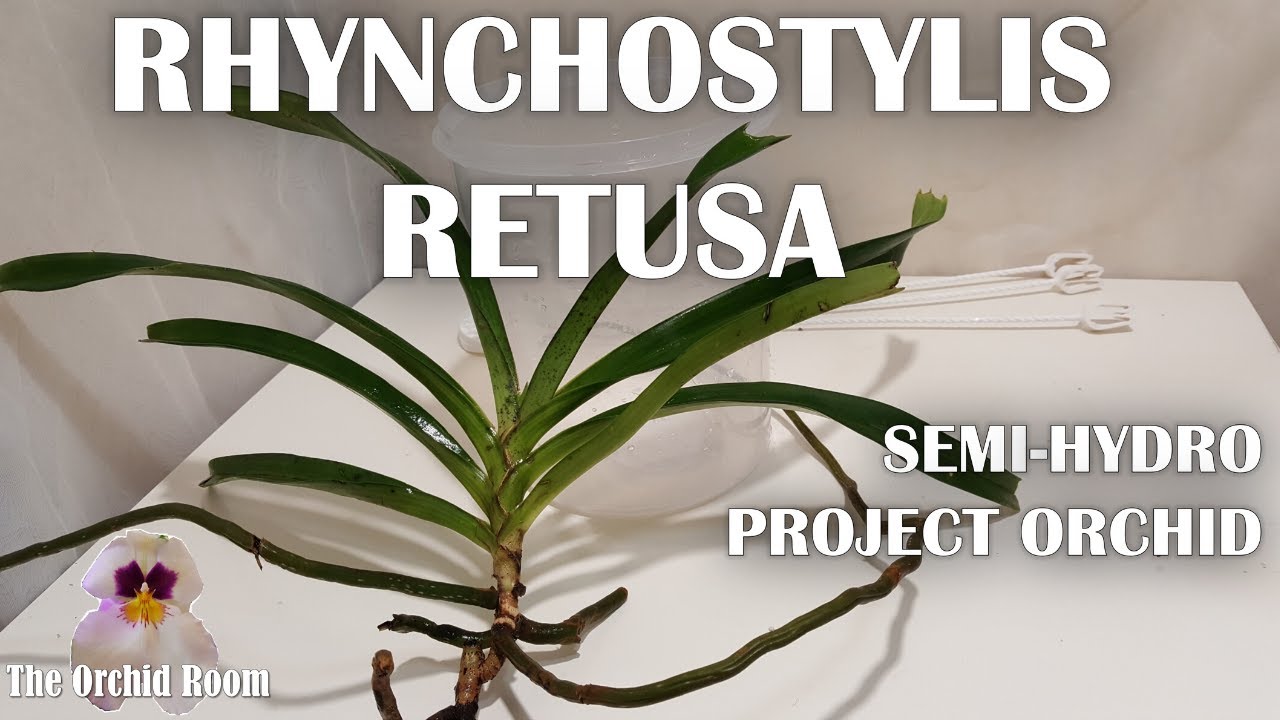 Rhynchostylis Retusa : Semi Hydro Project Orchid Stage 1 - Initial Potting