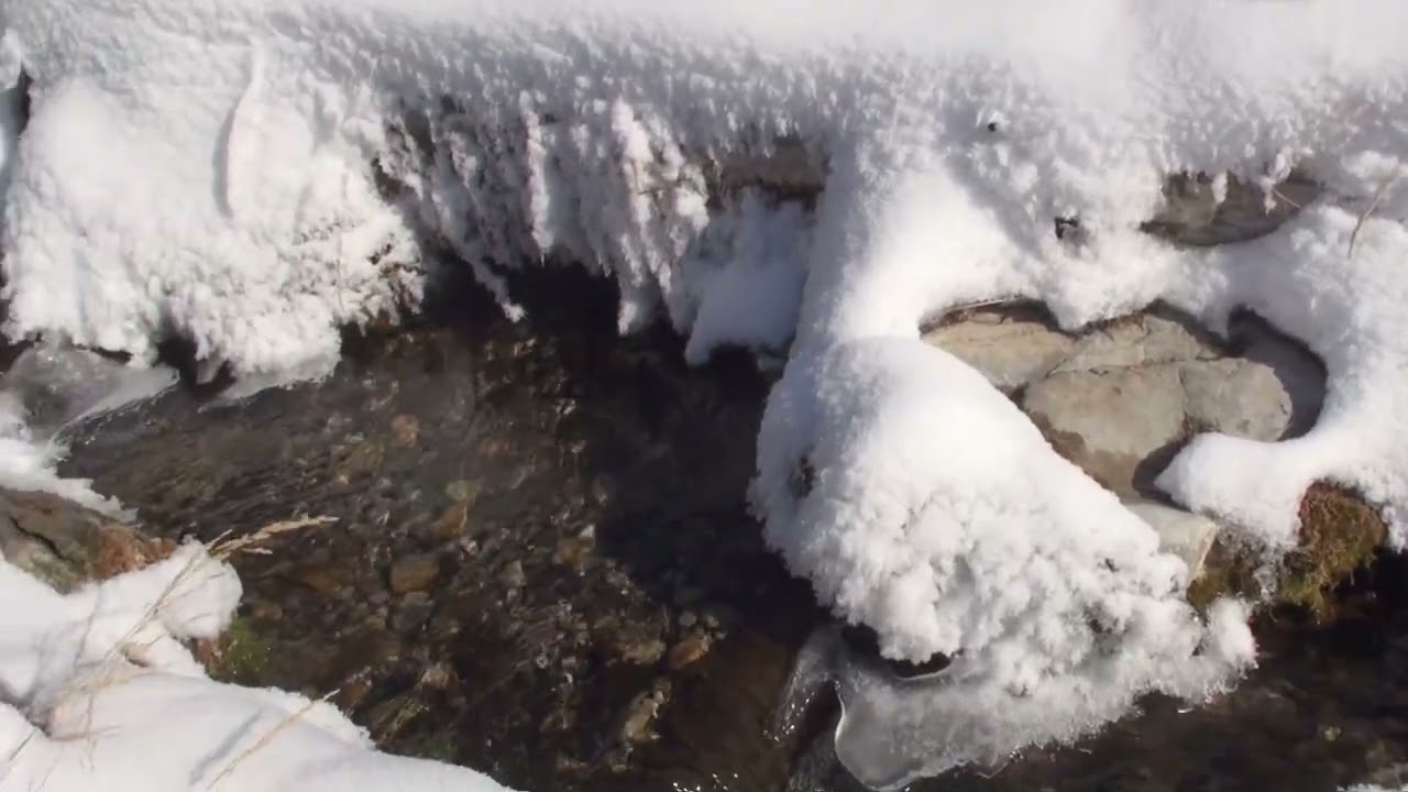 Spawning Channel Feb 20,2026 Millennium Creek