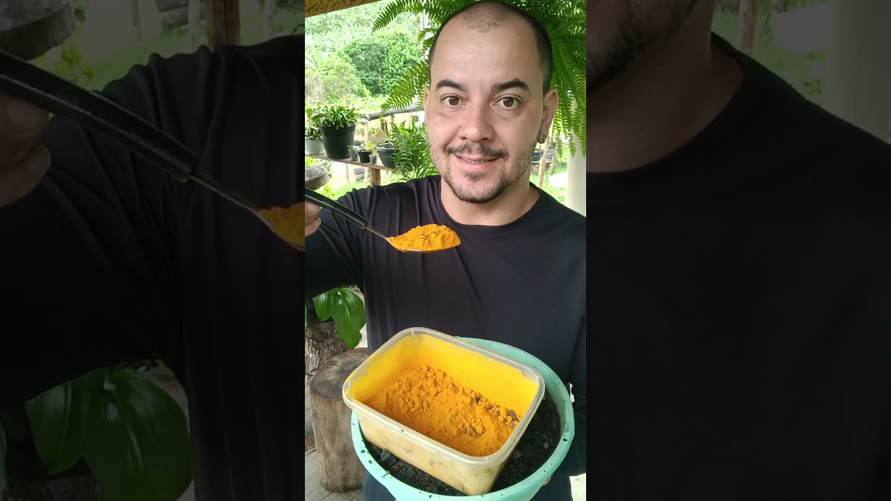 Ganhei uma mudinha de uma planta rara , como cuidar de clusia passo a passo