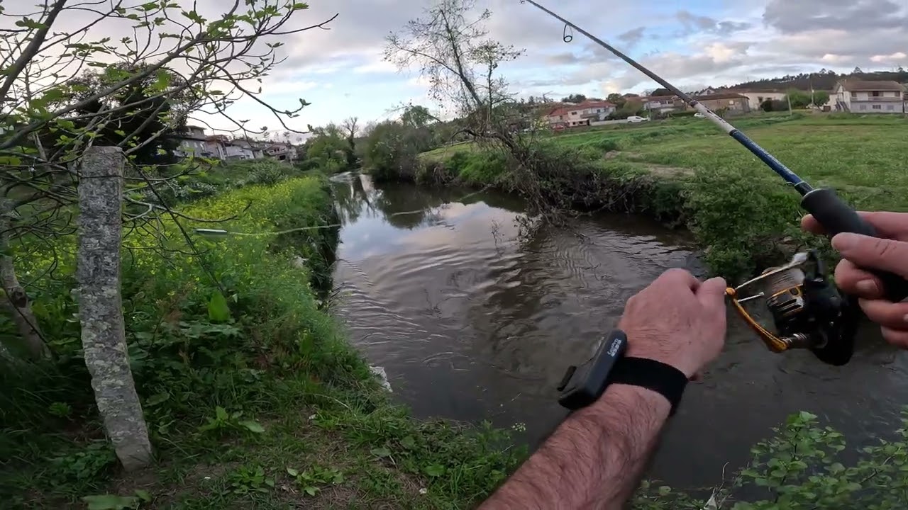 Pesca num riacho com lindos Barbos (com amostra)