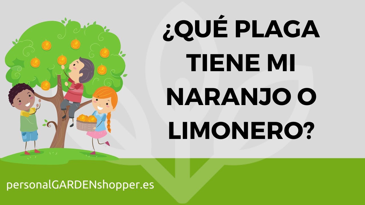 QUÉ PLAGA TIENE MI NARANJO O LIMONERO 🍊🍋