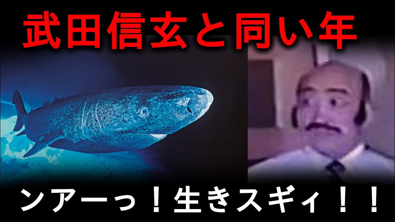 【ニシオンデンザメ】512年生きる北極の深海ザメを解説‼︎【ゆっくり解説】