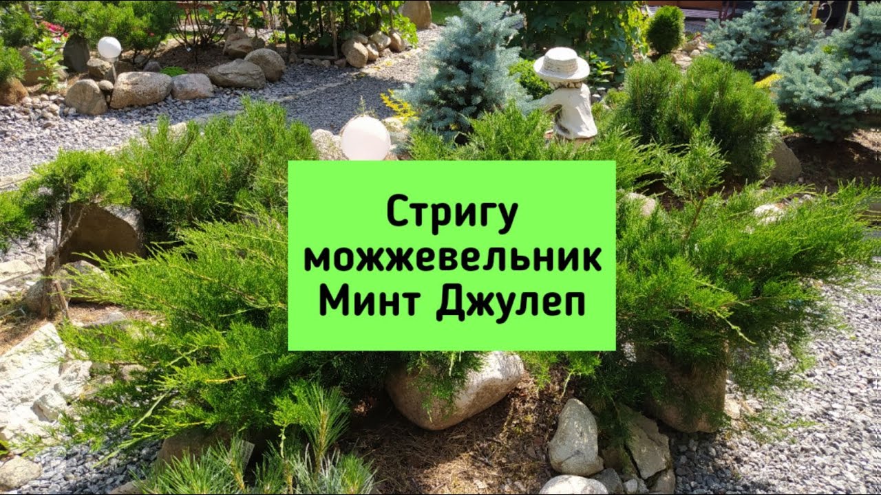 Стригу можжевельник Минт Джулеп.