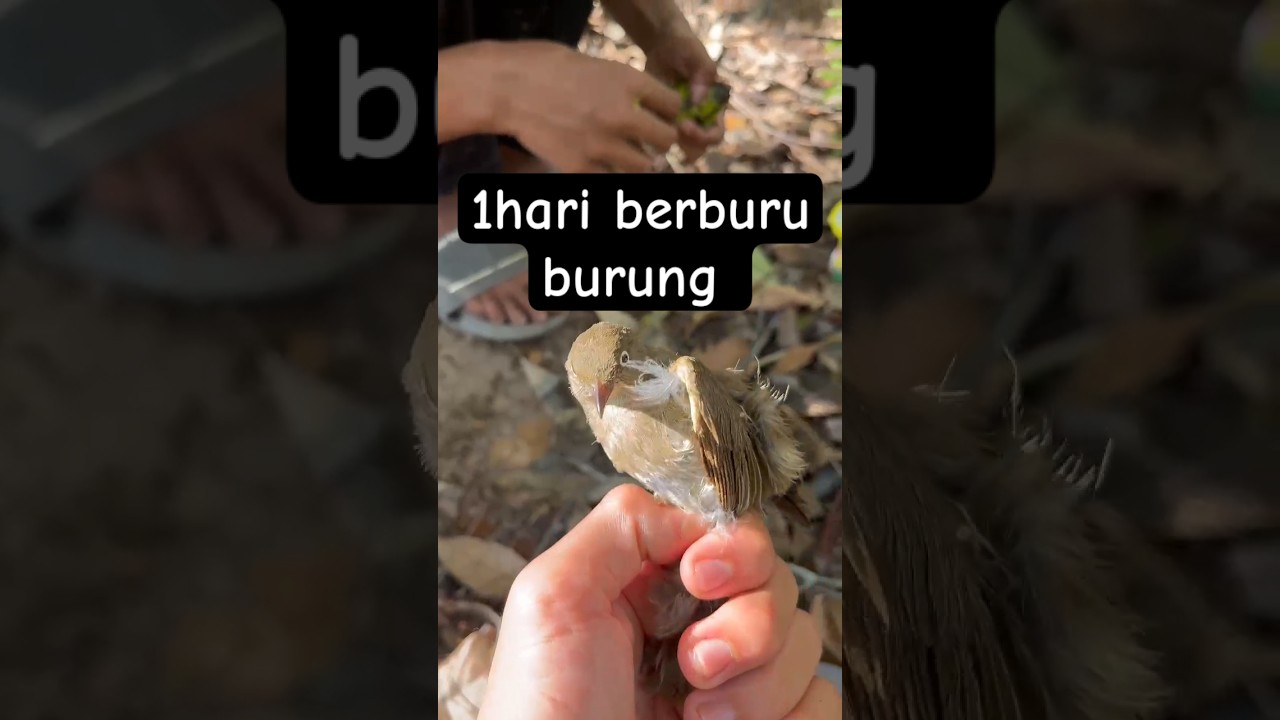 berburu burung 🐦 di hutan #coldplay #pertualangan #videoshort #kicaumania #fyp